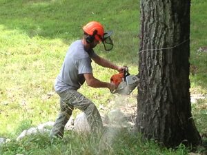 Suffern Tree Service Removing A Tree In Rockland County NY